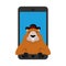 Groundhog Day. MarmorÂ in phone. woodchuck in gadget. Online